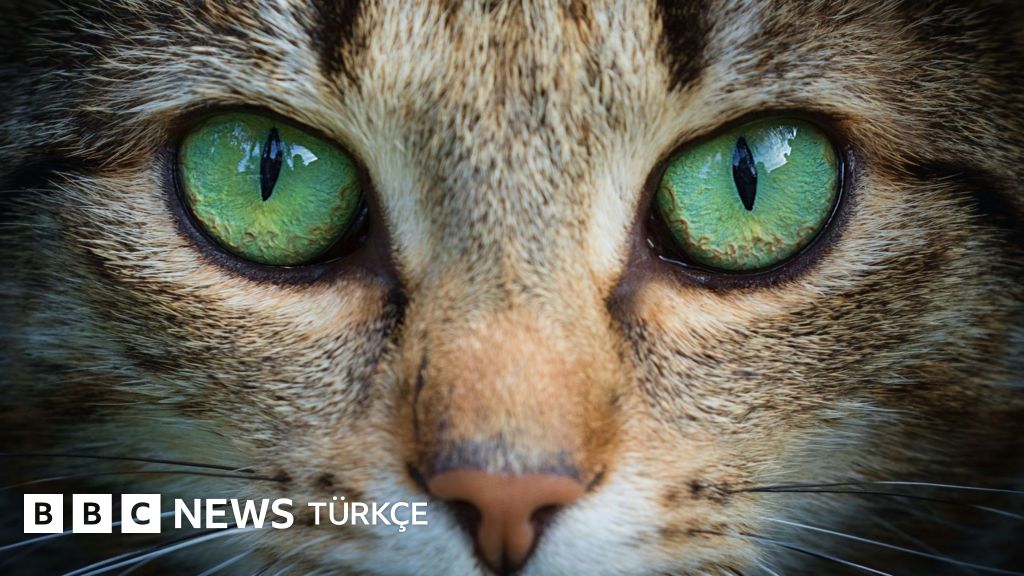 Kedi Gözlerinden İlham Alan Yenilikçi Robot Kameralar